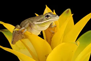 2017 Prints: Green Treefrog (Hyla cinerea)