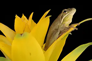 Frog Prints: Green Treefrog (Hyla cinerea)