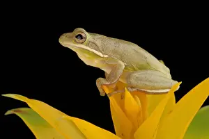 Frog Prints: Green Treefrog (Hyla cinerea)