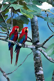 Fauna Prints: Green-winged macaws