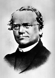 Johann Prints: Gregor Mendel, Father of Genetics