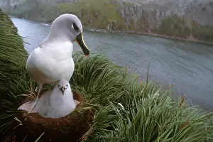 Headed Prints: Grey-headed Albatross