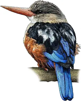 Headed Prints: Grey Headed Kingfisher