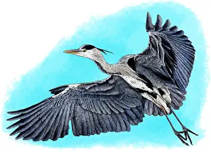 Gray Prints: Grey heron