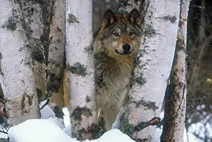Tree Prints: Grey wolf