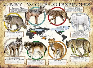 Prints: Grey Wolf Subspecies of the World