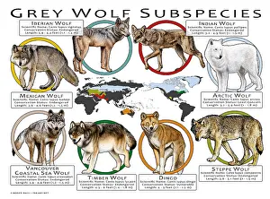 Prints: Grey Wolf Subspecies of the World