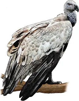 Vulture Prints: Griffon Vulture