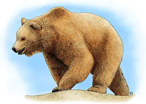 Bear Prints: Grizzly Bear