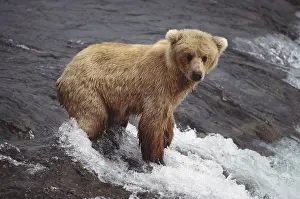 Misc 2 Prints: Grizzly Bear Cub