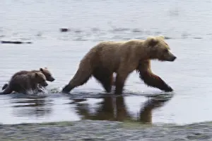 Misc 2 Prints: Grizzly Bear and cubs