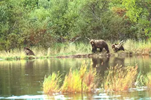 Waters Prints: Grizzly Bears