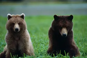 Bear Prints: Bears