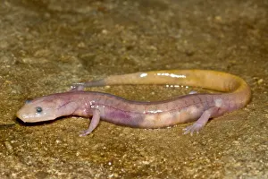 Blind Prints: Grotto Salamander