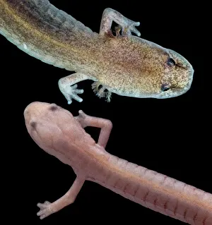 Grotto Salamander, Eurycea spelaea