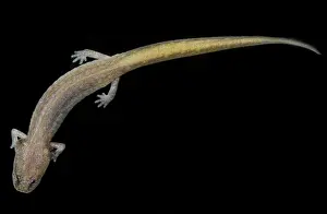 Hypogean Prints: Grotto Salamander, Eurycea spelaea