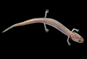 Hypogean Prints: Grotto Salamander, Eurycea spelaea