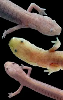 Blind Prints: Grotto Salamander, Eurycea spelaea