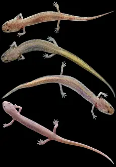 Cave Prints: Grotto Salamander, Eurycea spelaea