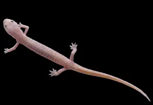Cave Prints: Grotto Salamander, Eurycea spelaea