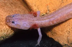 Arkansas Prints: Grotto Salamander larva