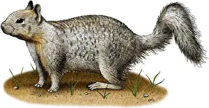 Rock Prints: Ground Squirrel