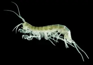 Pigment Prints: Groundwater-adapted Amphipod (Nephargus aggtelekiensis)