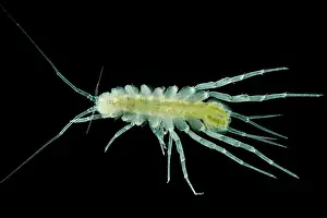 Pigment Prints: Groundwater Adapted Isopod (Proasellus sp.)