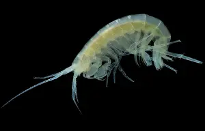Aquifer Prints: Groundwater Amphipod