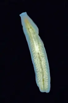 Aquifer Prints: Groundwater Flatworm