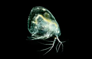 Pigment Prints: Groundwater Inhabiting Daphnia Species
