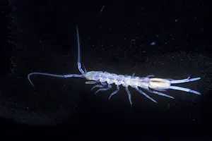 2005 Prints: Groundwater Isopod