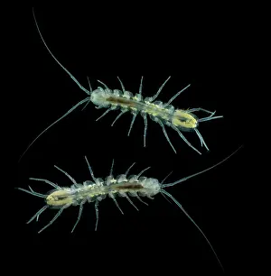 Groundwater Prints: Groundwater Isopod, Caecidotea stiladactyla