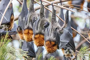 Headed Prints: Group of Grey-headed flying fox