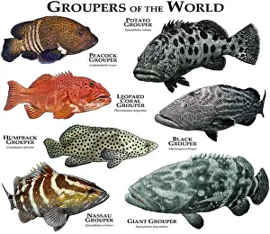 Poster Prints: Groupers of the World