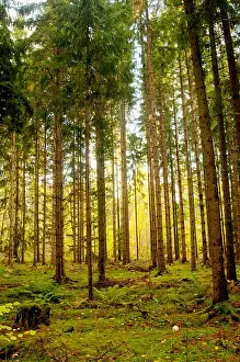 Nature Prints: Grove of Trees