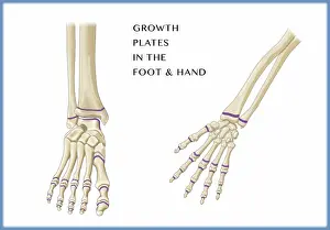 Plate Prints: Growth Plates, Foot and Hand, Illustration