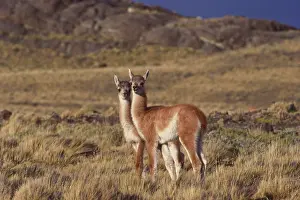 Herbivore Prints: Guanaco