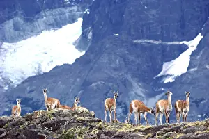 Beauty Prints: Guanaco