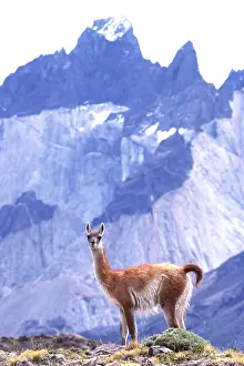 Misc 2 Prints: Guanaco (Lama guanicoe)