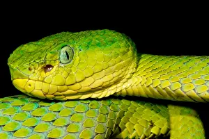 Viperidae Prints: Guatemala Palm Pitviper