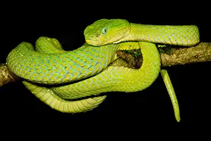 Vipers Prints: Guatemala Palm Pitviper