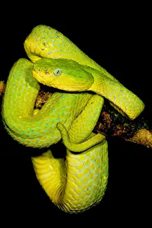 Central Prints: Guatemala Palm Pitviper