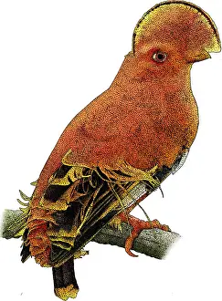 Animals Prints: Guianan Cock-of-the-rock, Illustration