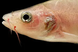 China Prints: Guilin Golden-line Barbel (Sinocyclocheilus guilinensis)