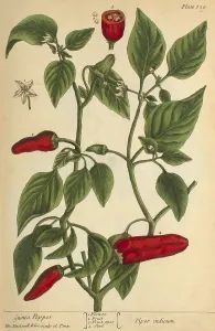 Ginger Prints: Guinea Pepper, Medicinal Plant, 1737