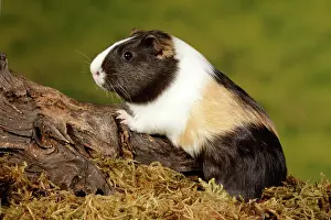 Rodentia Prints: Guinea Pig climbing on log