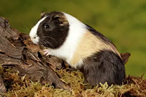 Rodentia Prints: Guinea Pig climbing on log portrait