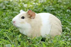 Rodentia Prints: Guinea Pig in grass