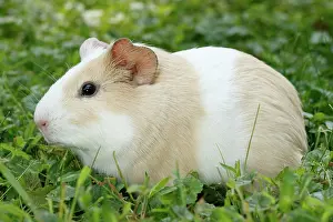 Rodentia Prints: Guinea Pig in grass